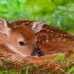 تصاویری بسیار زیبا از حیوانات