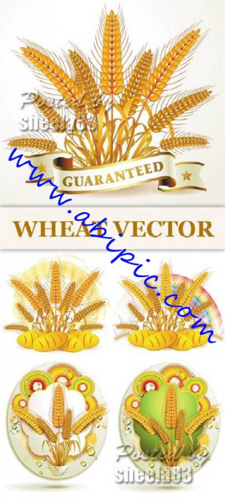 دانلود تصاویر استوک وکتور گندم Wheat Vector