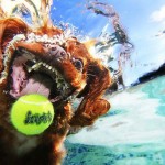 تصاویری جالب از بازی سگ ها در زیر آب