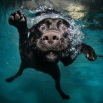 تصاویری جالب از بازی سگ ها در زیر آب