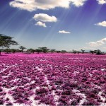 تصاویری بسیار زیبا از طبیعت