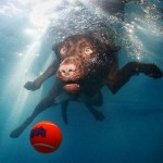 تصاویری جالب از بازی سگ ها در زیر آب