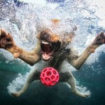 تصاویری جالب از بازی سگ ها در زیر آب