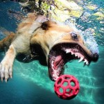 تصاویری جالب از بازی سگ ها در زیر آب