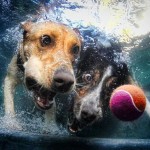 تصاویری جالب از بازی سگ ها در زیر آب
