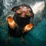 تصاویری جالب از بازی سگ ها در زیر آب