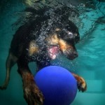 تصاویری جالب از بازی سگ ها در زیر آب
