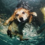 تصاویری جالب از بازی سگ ها در زیر آب