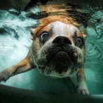 تصاویری جالب از بازی سگ ها در زیر آب