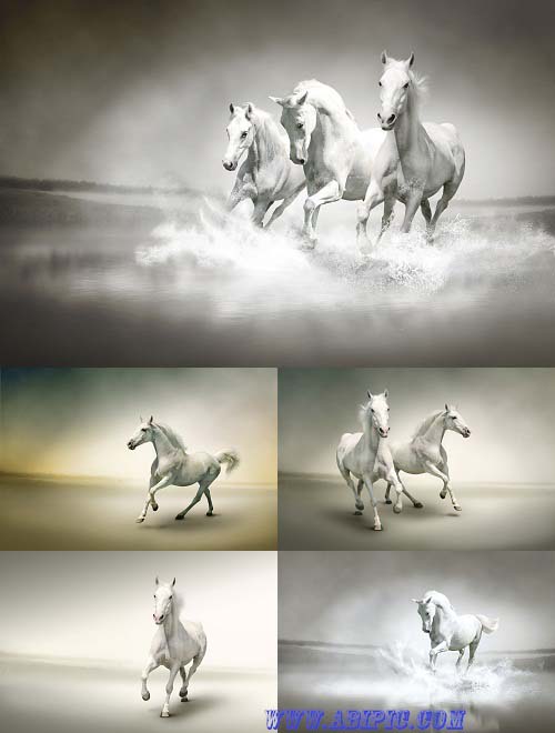 دانلود عکس استوک اسب سفید در حال دویدن Stock Photo White horse