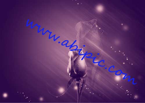 دانلود طرح لایه باز گل رز PSD - Stylish Rose Template