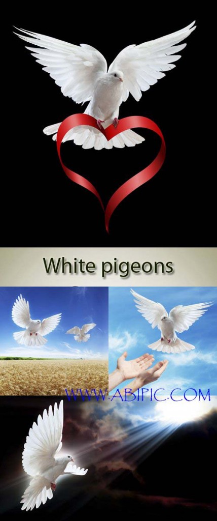 دانلود 5 عکس اتسوک کبوتر سفید در حال پرواز Stock Photo flying dove