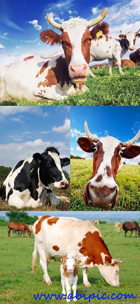 دانلود تصاویر استوک گاو و گاوداری Cow stock photo