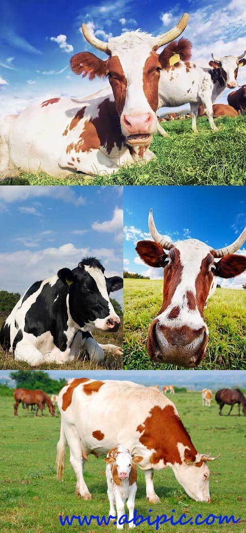 دانلود تصاویر استوک گاو و گاوداری Cow stock photo