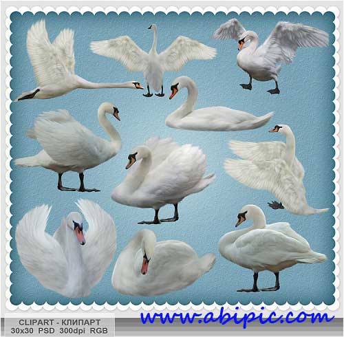 دانلود تصاویر کلیپ آرت قو سفید Swan clipart PSD