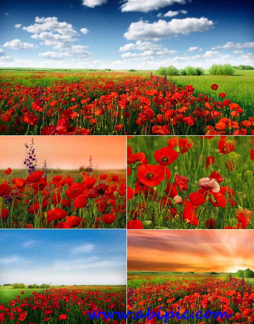 دانلود عکس استوک دشت گل شقایق Stock Photo Field of poppies