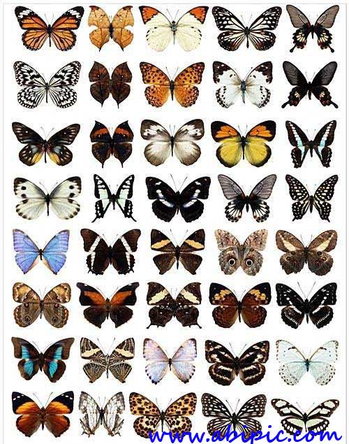 دانلود طرح لایه باز پروانه Butterfly collection in PSD