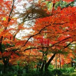 تصاویری بسیار زیبا از فصل پاییز