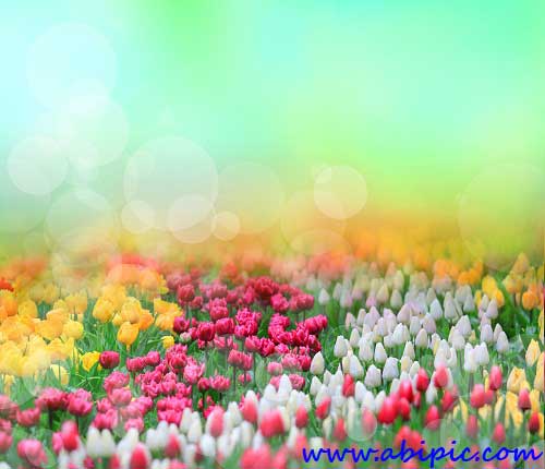 دانلود عکس استوک دشت گل لاله Tulips fields Stock Photo