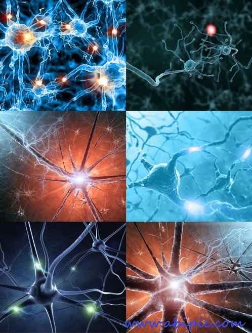 دانلود تصاویر استوک نورون HQ Images Neuron
