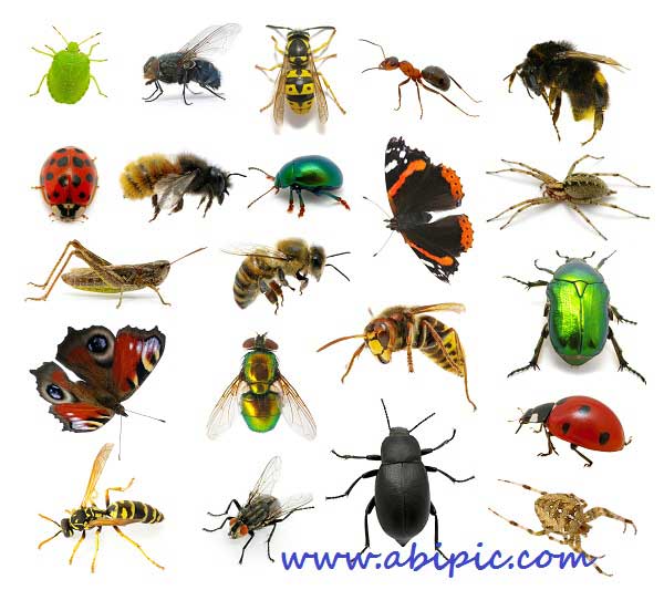 دانلود تصایر استوک حشرات مختلف با کیفیت بالا