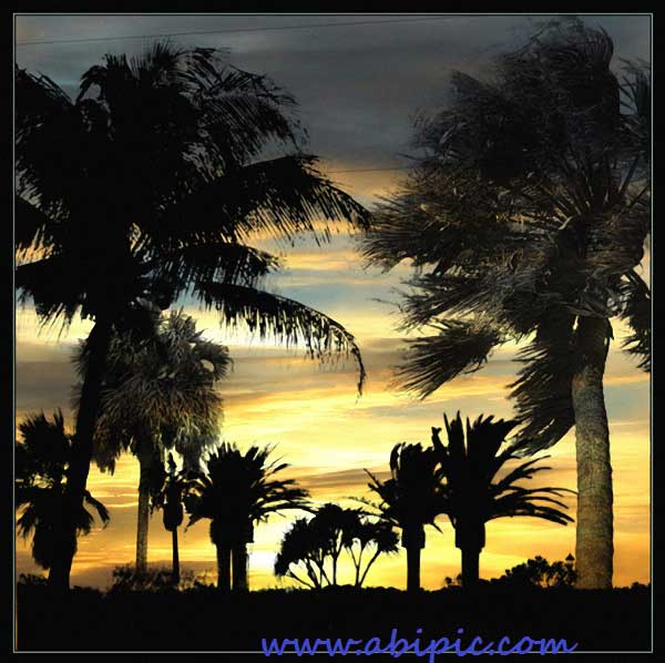 دانلود براش درخت نخل Palm Trees Photoshop Brushes Pack