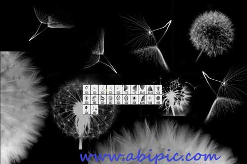 دانلود براش فتوشاپ قاصدک Photoshop Brushes