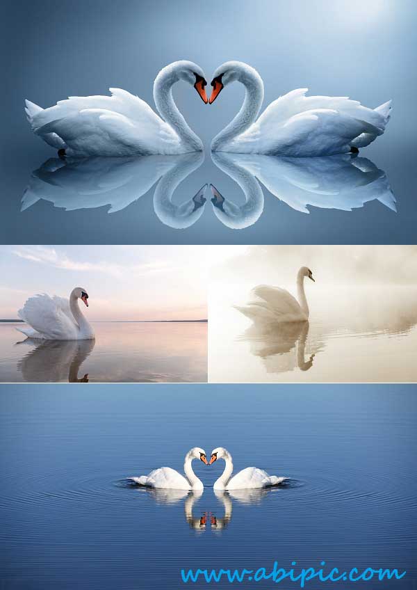 دانلود عکس استوک قو White swans Stock Photo