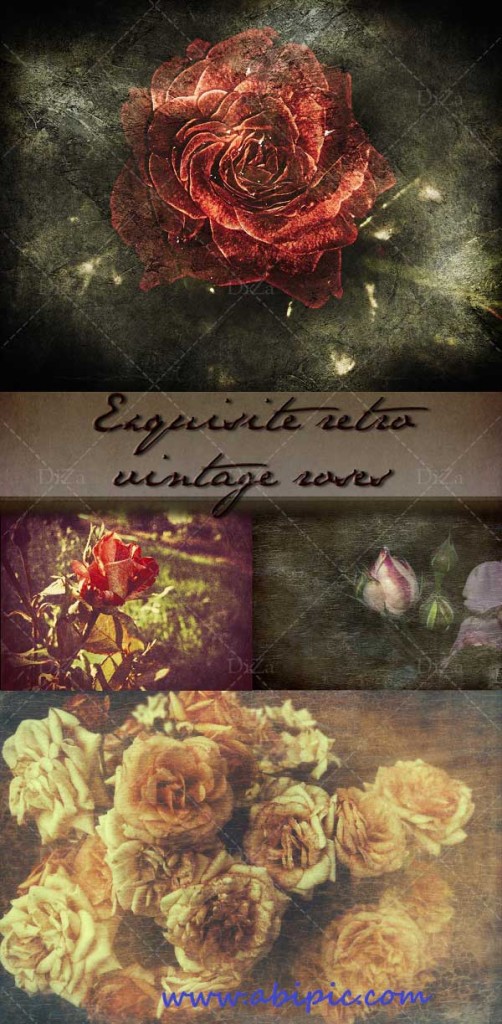 دانلود تاصور استوک گل رز گرانج Exquisite retro vintage roses